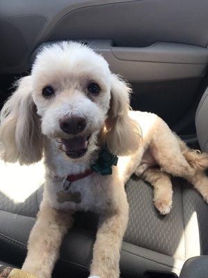 A happy groomed dog!