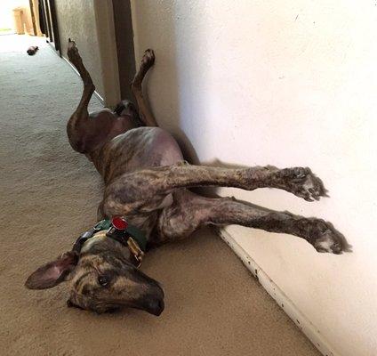 Another of our three greyhounds.  She likes to sleep upside down!