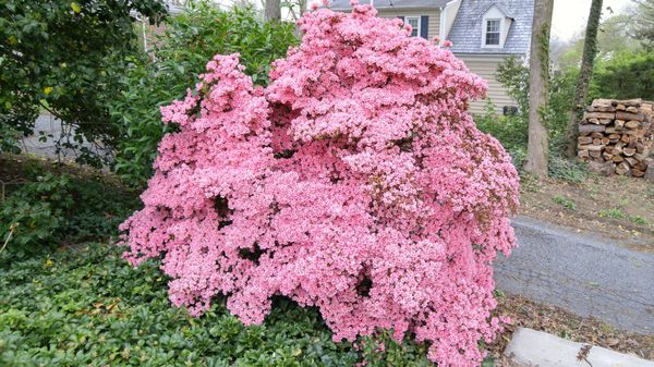 Azalea in full bloom