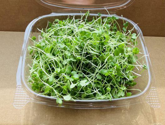 Mustard - Spicy Oriental microgreens