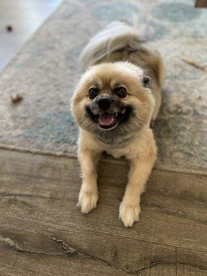 Happy Dog, Happy Client