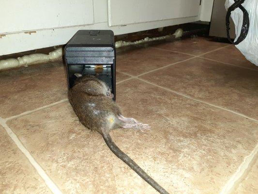 We had to buy our own rat trap because the exterminator came out 3 times and didn't help at ALL