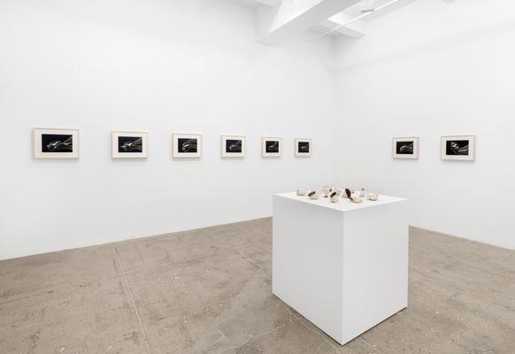 Installation view of works by Giuseppe Penone