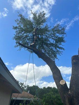 Jacksonville Tree Service