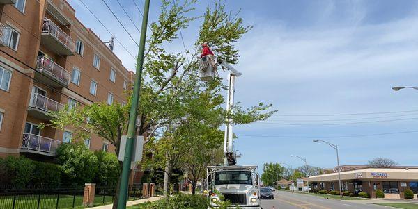 Parkway tree trimming.