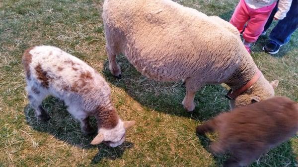 Petting zoo. Baby sheep