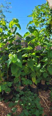 Shangri la mulberries are one of the fastest growing shade trees with absolutely enormous leaves and best of all huge black berries!