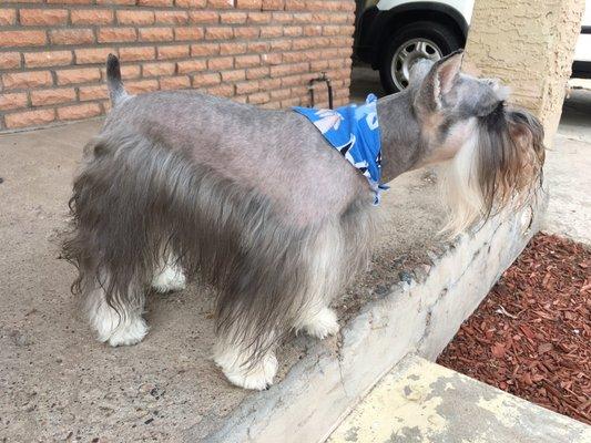 Miniature schnauzer