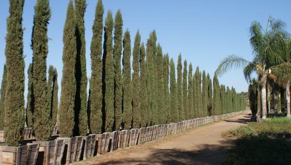 Cupressus sempervirens (Italian Cypress)