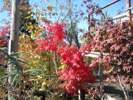 Japanese maple tree