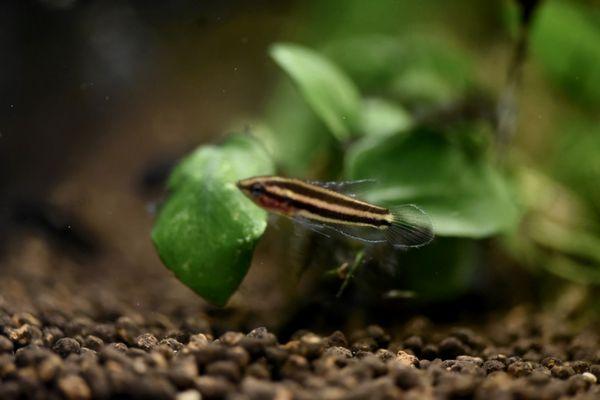 Licorice Gourami 'Blue Line'