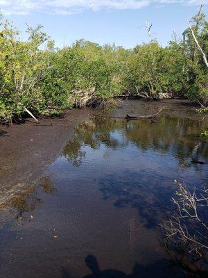 Low tide. Rare to see the bottom floor of Mangroves.