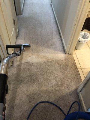 Great Day Carpet & Tile Cleaning