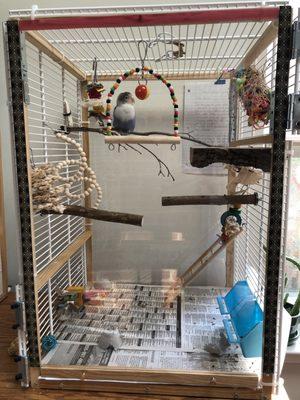 Twitch in his new cage with amazing accessories from Parrots Parrots Parrots!