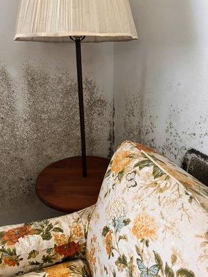 Mold can quickly grow in homes and businesses after water damage