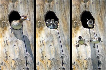 'Leap of Faith' by John Ashley. Baby ducklings jump from the nest tree down 40' to the ground.