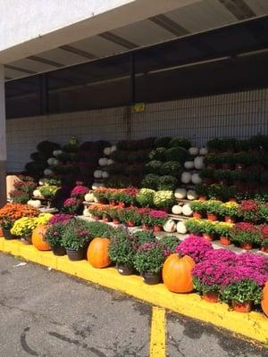 Mums and pumpkins for sale at Watertown Adams