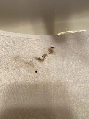 Dead bugs and dust on baseboards