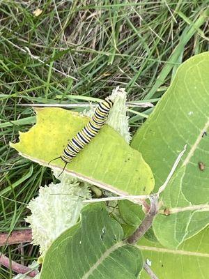 Monarch in waiting