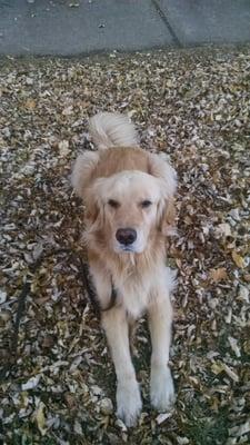 Gonzo gets a lot of overnight visits when his parents are traveling and likes to run with a Haymarket Hounds Chicago walker on rollerblades!