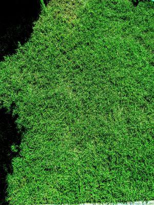 My lawn after applying fertilizer.