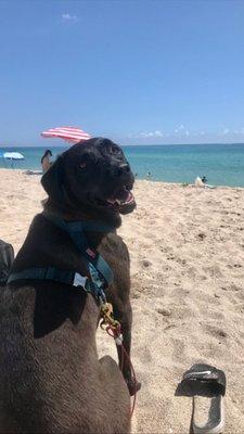 my beautiful dog on the beach. I miss him so much.