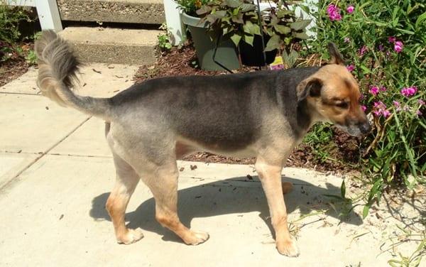 Added grooming for our Shepard mix during his last boarding stay. They listened when I said summer shave. The tail cracks me up!