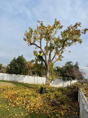 TREE TOPPING