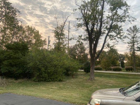 More tree and honeysuckle removal