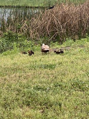 A family of ducks by the little marsh.