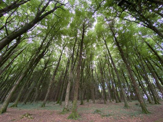 Trees are some of our best teachers in nature.