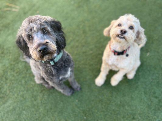 They always send me fun photos of the dogs playing or relaxing while we are gone. Here's Rex and Wilbur