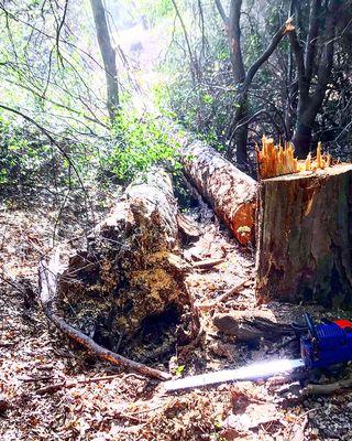 Felled pine next to storm damaged pine.