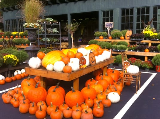 Harvest time at Frogtown Farms