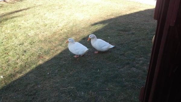 Ducks love to be close by but don't like to be touched. And they'll certainly chat you up. :-)