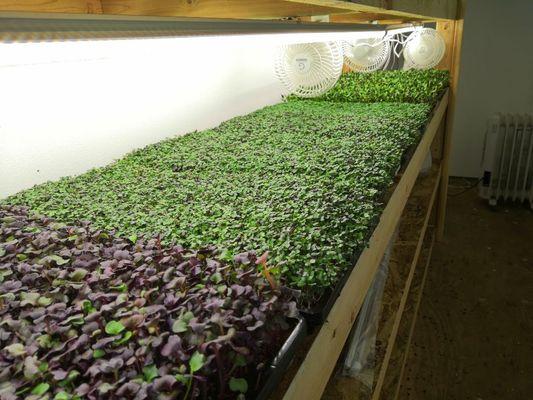 Nutrition rich Microgreens!