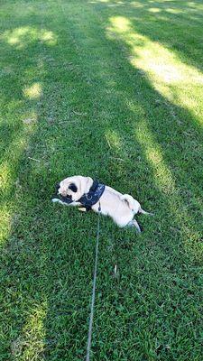 Toby loves the Grass