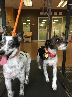 Buddies share a treadmill!