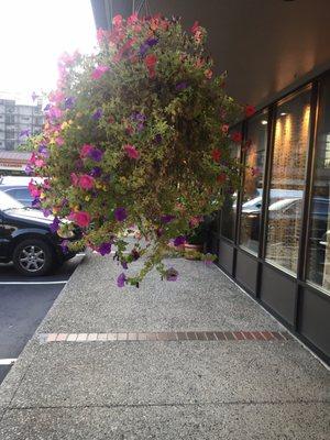 Be prepared to walk face first into these low hanging flower plants.