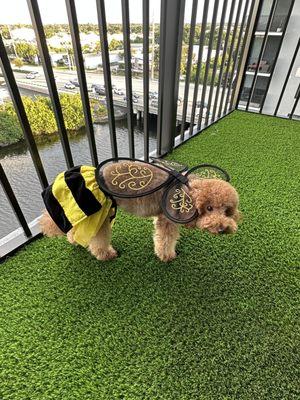 Premium 70oz lime green synthetic grass on high rise balcony.