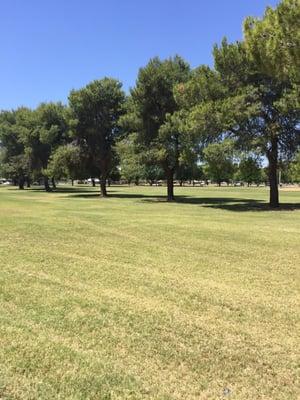 Beautiful shade trees