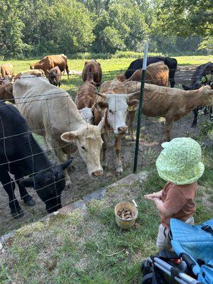 We enjoyed feeding the friendly cows during our visit to the farm!