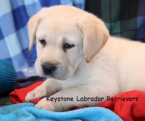 Keystone Labrador Retrievers