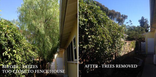 two trees removed from planters