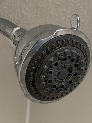 Shower head grimy