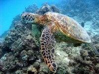 hawaiian sea turtle