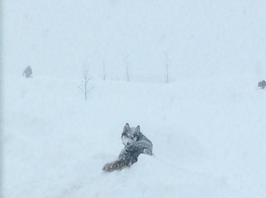 Husky in the snow