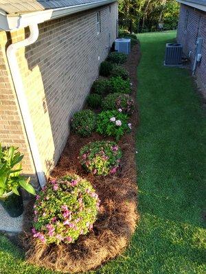 Shrubs Expertly Pruned and Pinestraw