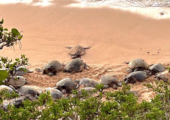 Sea turtles