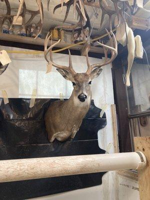 JR's Taxidermy